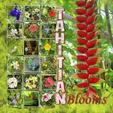 Thrifty Things - Vintage Blooms Alpha