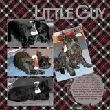 Glittered Plaids Bundle