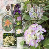 Thrifty Things - Vintage Blooms Alpha