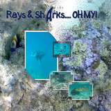 Thrifty Things - One and Only - 04