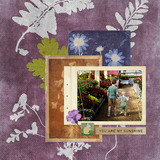 Cyanotypes 3 Collection