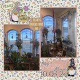 Crazy Plant Lady Gnomes