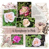 Coquette Corner Bundle