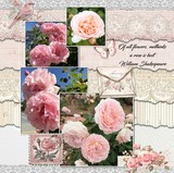 Coquette Corner Bundle