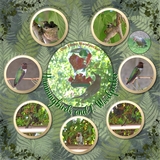 Prestige Papers - Feathers & Ferns