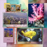 Rainbow Party Mega Bundle