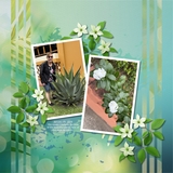 Paper Duo Tropical Leaf Bokeh