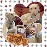Everyday Enhanced EZ Pages - Pets