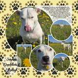 Everyday Enhanced EZ Pages - Pets