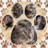Everyday Enhanced EZ Pages - Pets
