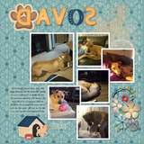 A Dogs Life Collection