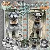 Dog Tales