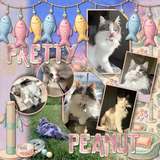 Cat Tales