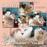 Cat Tales