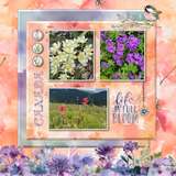 12 Volumes - Vol. 8  Painted Wildflowers
