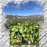 Flower Trellis Easy Masks & Overlays Bundle