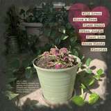 Green Thumb Word Accents