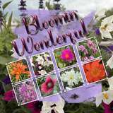 Artistic License Flippy Frames Bonus Bundle