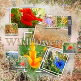 Artistic License Flippy Frames Bonus Bundle