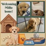 Pet Shop Patches