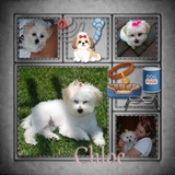 Pet Shop Patches