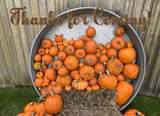 Title Trio - Autumn Woodland