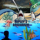 Aquarium Patches